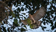 Mørk Høgeørn / Changeable Hawk-Eagle