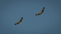 Hvidbrystet havørn / White-bellied sea eagle