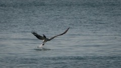 Hvidbrystet havørn /  White-bellied sea eagle