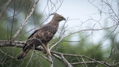 Lysbuget Høgeørn / Crested Hawk-Eagle