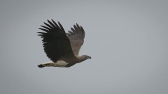 Stor gråhovedet havørn / Greyheaded fish eagle