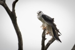 Blå Glente / Black-winged kite