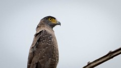 Toppet Slangeørn / Crested Serpent Eagle
