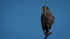 Toppet Slangeørn / Crested Serpent Eagle
