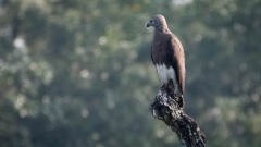 Stor gråhovedet havørn / Greyheaded fish eagle
