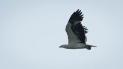 Hvidbrystet havørn / White-bellied sea eagle