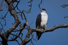 Augurvåge / Augur Buzzard
