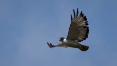 Augurvåge / Augur Buzzard