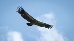 Hvidrygget grib / White-backed vulture