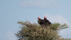 Øregrib / Nubian Vulture