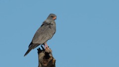 Mørk Sanghøg / Dark Chanting Goshawk