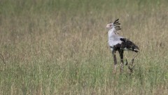 Sekretærfugl /  Secretarybird