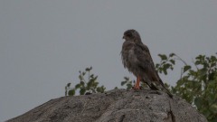 Mørk Sanghøg / Dark Chanting Goshawk