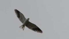 Blå Glente / Black-winged kite