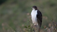 Augurvåge / Augur Buzzard