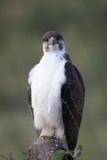 Augurvåge / Augur Buzzard
