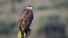 Augurvåge / Augur Buzzard