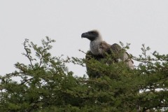 Hvidrygget Grib / White-backed vulture