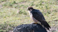 Lannerfalk / Lanner Falcon