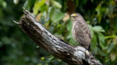 Toppet Slangeørn / Crested Serpent Eagle