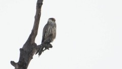 Amurfalk / Amur Falcon