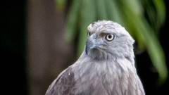 Flodørn / Grey-headed Fish Eagle