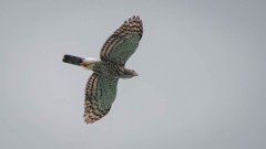 Toppet Duehøg / Crested Goshawk