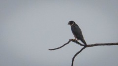 Flagermusglente / Bat Hawk
