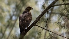 Østlig Hvepsevåge / Crested honey buzzard