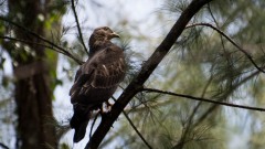 Østlig Hvepsevåge / Crested honey buzzard