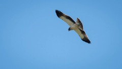 Dværgørn / Botted Eagle