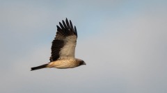 Dværgørn / Botted Eagle