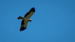 Dværgørn / Botted Eagle