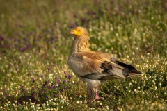 Ådselgrib / Egyptian Vulture