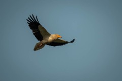 Ådselgrib / Egyptian Vulture