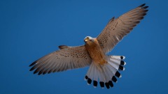 Lille Tårnfalk / Lesser Kestrel