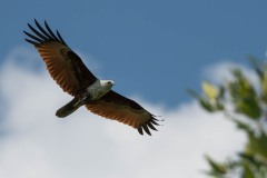 Brahmin Glente / Brahminy Kite