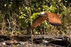 Brahmin Glente / Brahminy Kite