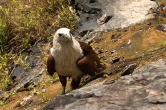 Brahmin Glente / Brahminy Kite