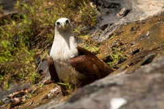 Brahmin Glente / Brahminy Kite