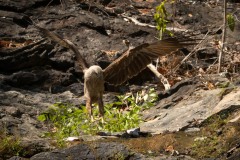 Brahmin Glente / Brahminy Kite