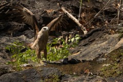 Brahmin Glente / Brahminy Kite