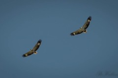 Hvidbrystet havørn / White-bellied sea eagle