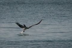 Hvidbrystet havørn /  White-bellied sea eagle