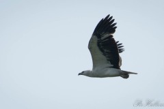 Hvidbrystet havørn / White-bellied sea eagle