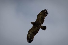 Slangeørn / Short-toed Snake Eagle