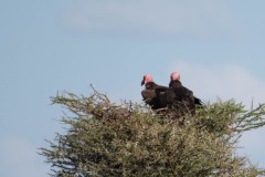 Øregrib / Nubian Vulture