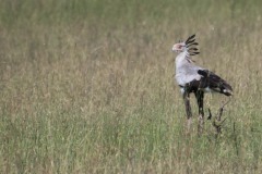 Sekretærfugl /  Secretarybird