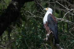 Afrikansk Flodørn / African Fish Eagle