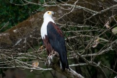 Afrikansk Flodørn / African Fish Eagle